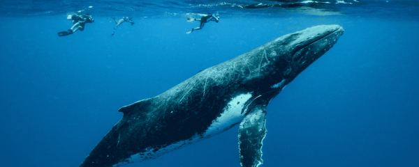 Tonga Whale Season