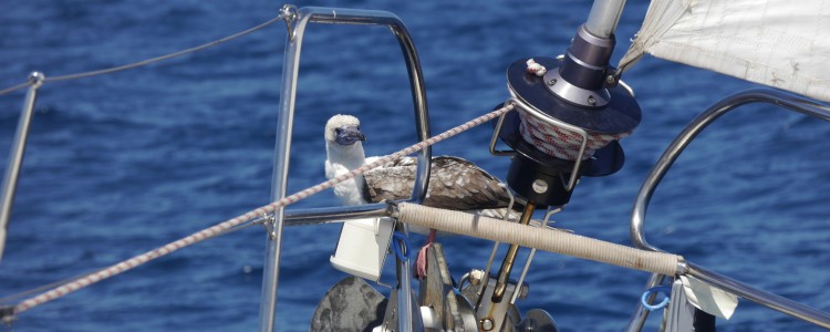 Aotearoa arrival by sail